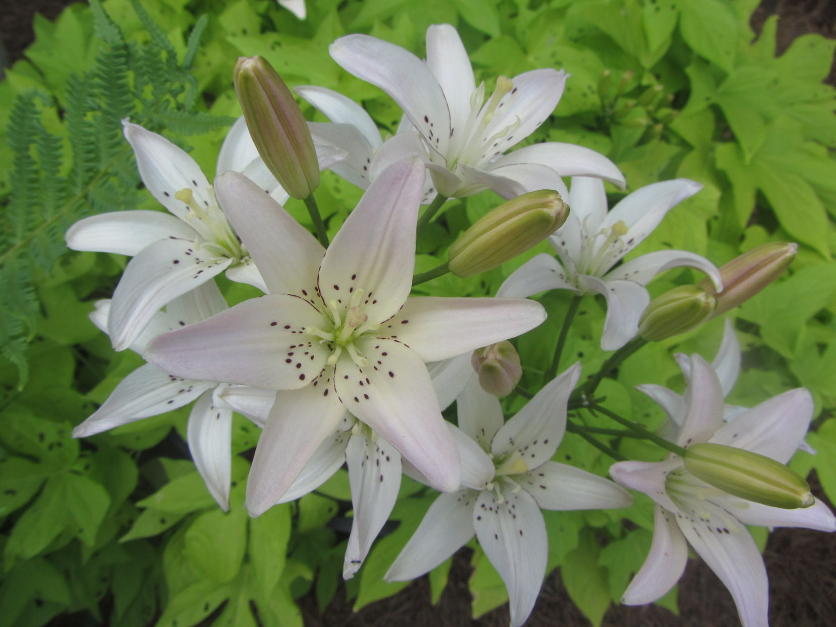 Lilies